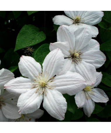 Clematis Henryi (Large-flowered) pot, 4L