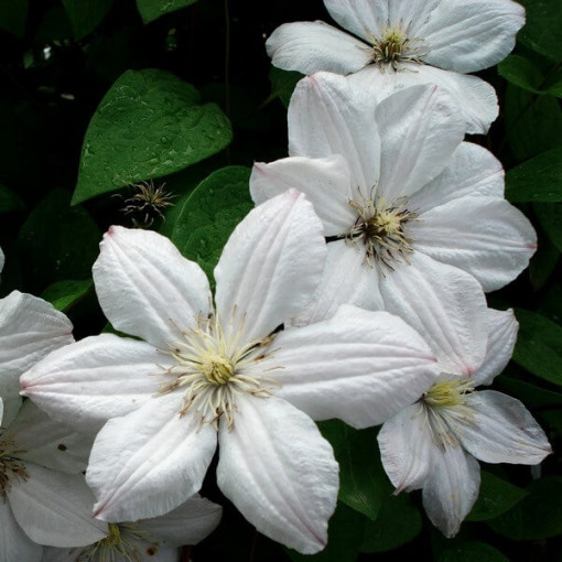 Clematis Henryi (Large-flowered) pot, 4L