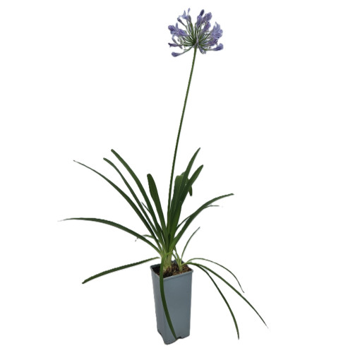 Blue Agapanthus (Agapanthus Africanus) seedlings 2l
