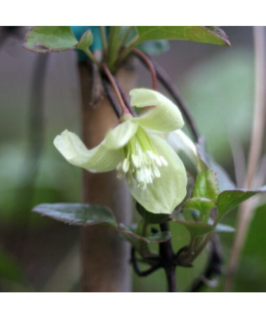 Clematis Cirrhosa 'Wisley Cream' P9/C1 i 2l