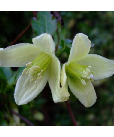 Clematis Cirrhosa 'Wisley Cream' P9/C1 i 2l