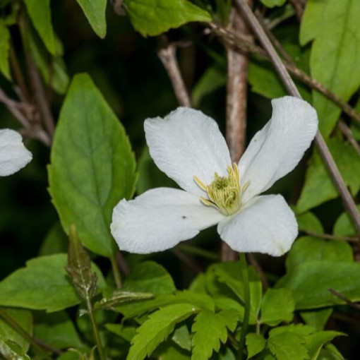Mountain Clematis Montana 'Wilsonii' P9/C1 i 2l