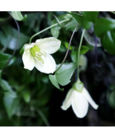Clematis Cirrhosa 'Jingle Bells' P9/C1 i 2l