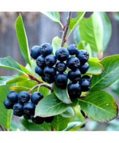 Black Chokeberry (Aronia), pot, 2L