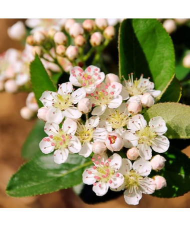 Black Chokeberry (Aronia), pot, 2L