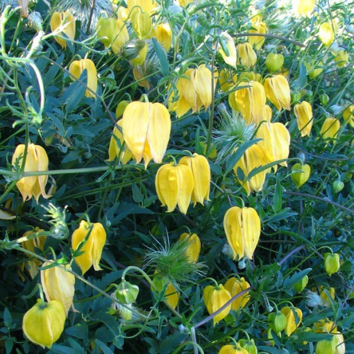 Botanical Clematis 'Bill Mackenzie' 2L pot.