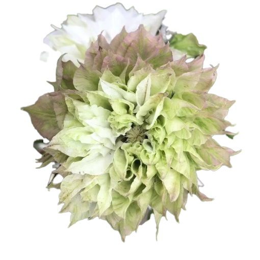 Clematis Sen-No-Kaze (Large-flowered) 2L pot