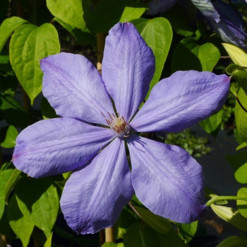 Clematis Mrs Cholmondeley (Large-flowered) 2L pot