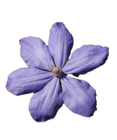 Clematis Mrs Cholmondeley (Large-flowered) 2L pot