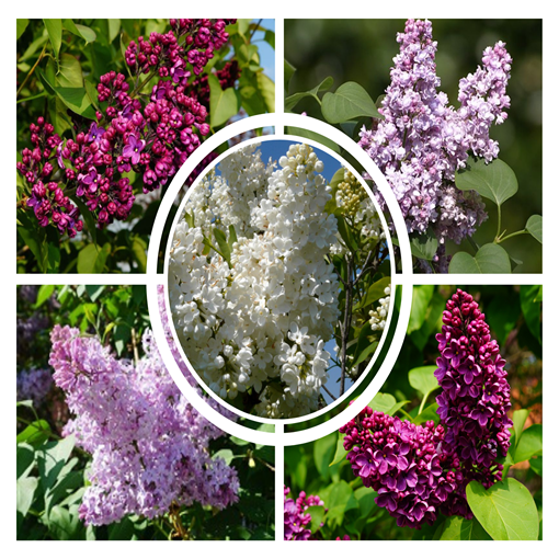 Set of 3 pcs, MIX of unlabelled Lilacs 2L
