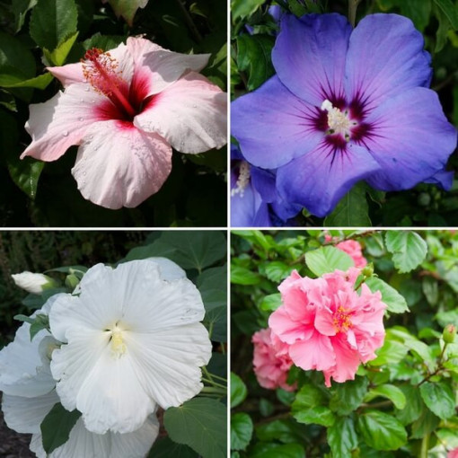 Set of 3 pcs, MIX of unlabelled Syrian Hibiscus 2L