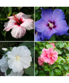 Set of 3 pcs, MIX of unlabelled Syrian Hibiscus 2L