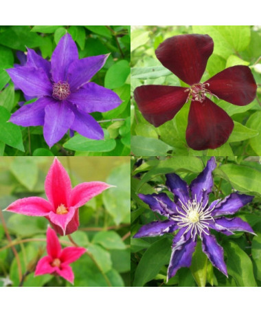 Set of 3 pcs, Mix of unlabelled Clematis