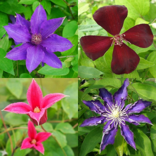Set of 3 pcs, Mix of unlabelled Clematis