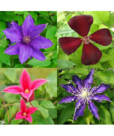 Set of 3 pcs, Mix of unlabelled Clematis