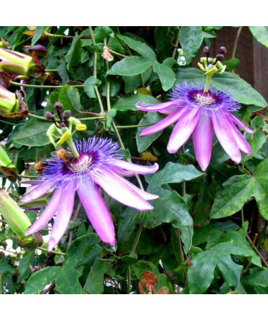 Passionflower (Passiflora) 'Violacea' pot, 4L
