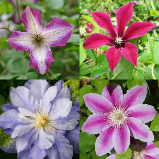 Set of 4 pcs, Mix of unlabelled Clematis