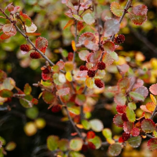 Berberis Thunbergii 'Dart's Red Lady' 2L pot