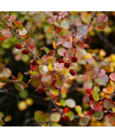 Berberis Thunbergii 'Dart's Red Lady' 2L pot
