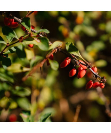 Berberis Thunbergii 'Dart's Red Lady' 2L pot