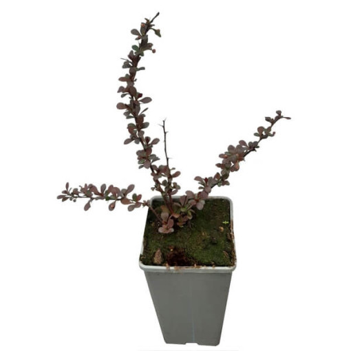 Berberis Thunbergii 'Dart's Red Lady' 2L pot
