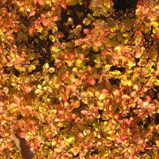 Berberis 'Green Way' pot, 2L