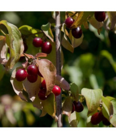 Cornelian cherry edible pot, 2L