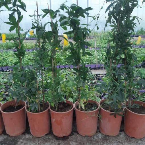 Passionflower (Passiflora) 'Violacea' pot, 4L