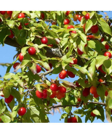 Cornelian cherry edible pot, 2L