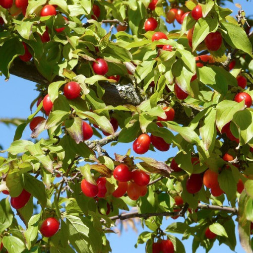 Cornelian cherry edible pot, 2L