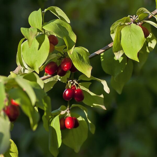 Cornelian cherry edible pot, 2L