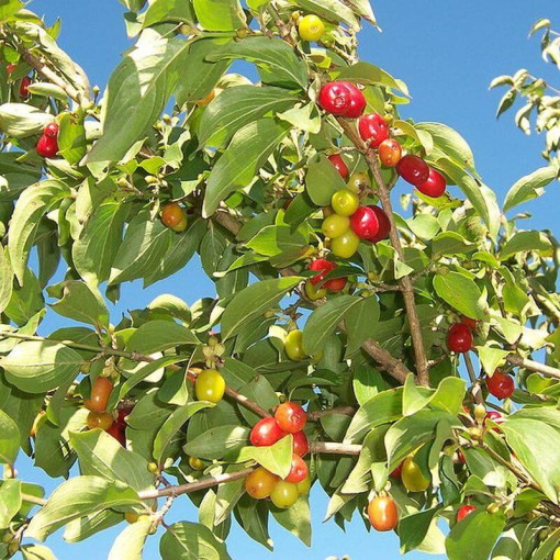 Cornelian cherry edible pot, 2L