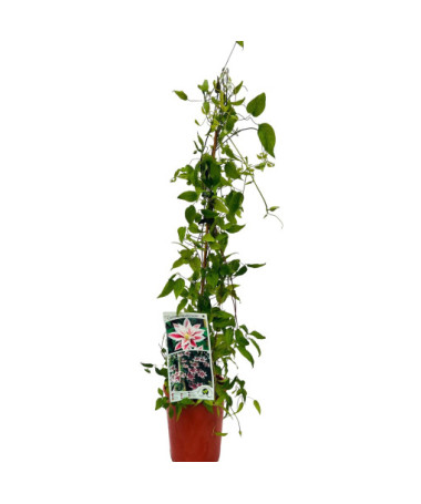 Clematis Andromeda (large-flowered) pot, 4L