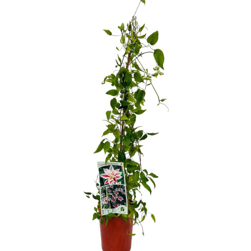 Clematis Andromeda (large-flowered) pot, 4L