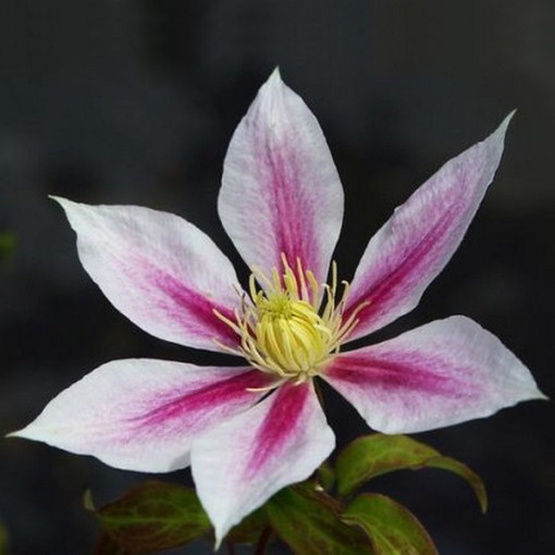 Clematis Andromeda (large-flowered)