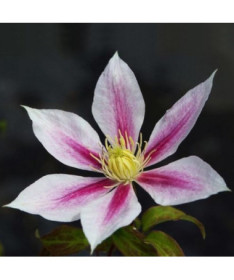 Clematis Andromeda (large-flowered)