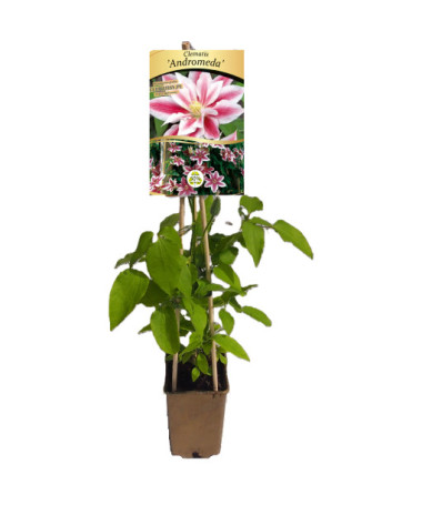 Clematis Andromeda (large-flowered)