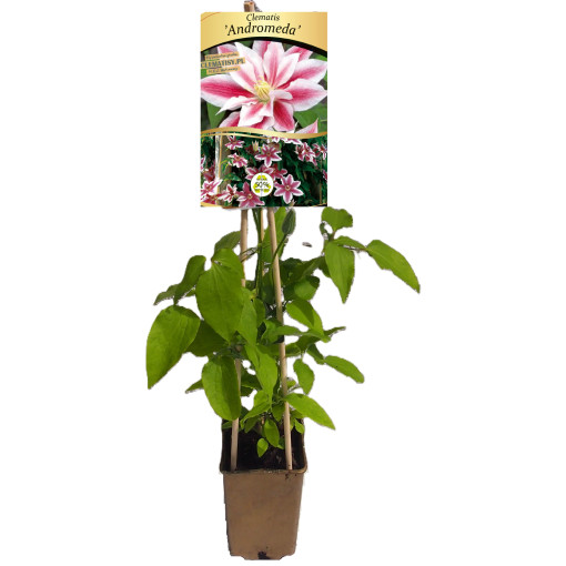 Clematis Andromeda (large-flowered)