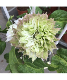 Clematis Sen-No-Kaze (large-flowered)