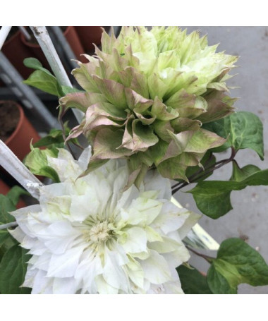Clematis Sen-No-Kaze (large-flowered)