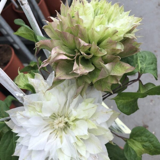Clematis Sen-No-Kaze (large-flowered)