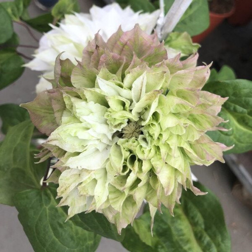 Clematis Sen-No-Kaze (large-flowered)