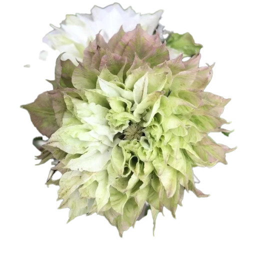 Clematis Sen-No-Kaze (large-flowered)