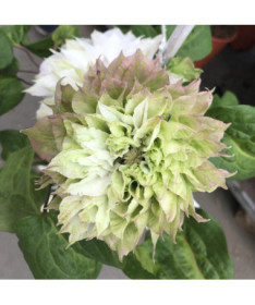 Clematis Sen-No-Kaze (large-flowered) 4L container