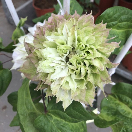 Clematis Sen-No-Kaze (large-flowered) 4L container