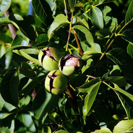 Walnut tree
