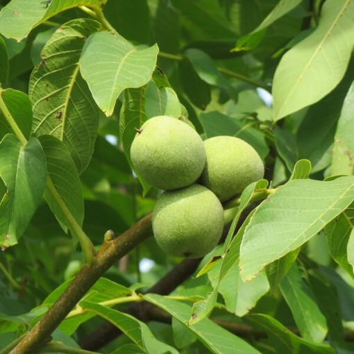 Walnut tree