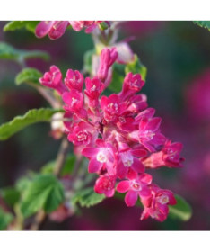 Blood-red currant 'Pulborough Scarlet' 2L container