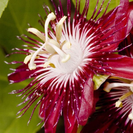 Passionflower (Passiflora) 'Victoria' pot, 4L
