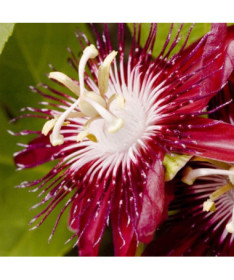 Passionflower (Passiflora) 'Victoria' pot, 4L